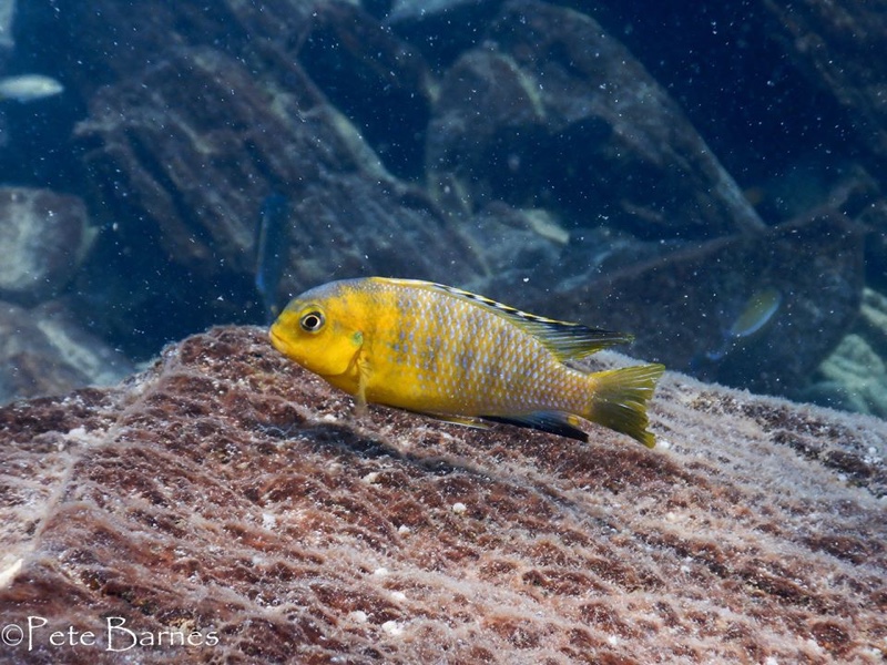 Tropheops sp. 'gome yellow' Gome Rock